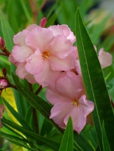 Mrs. George Roeding Oleander (Double Apricot), Nerium oleander 'Mrs. George Roeding'